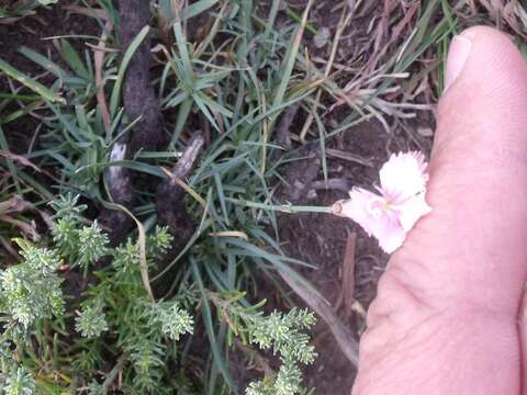 صورة Dianthus micropetalus Ser.