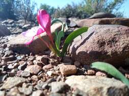 Plancia ëd Hesperantha humilis Baker