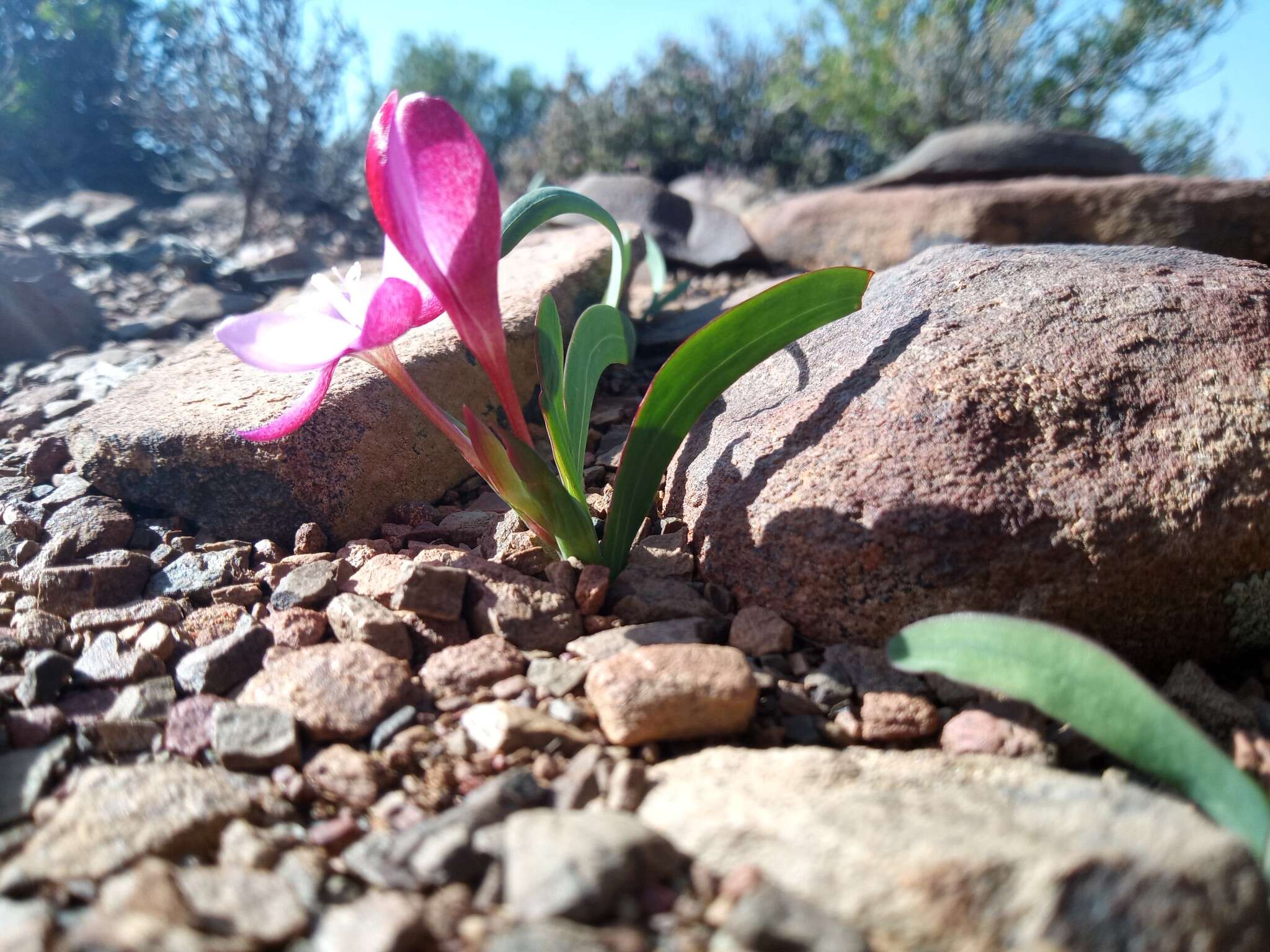 Image of Hesperantha humilis Baker