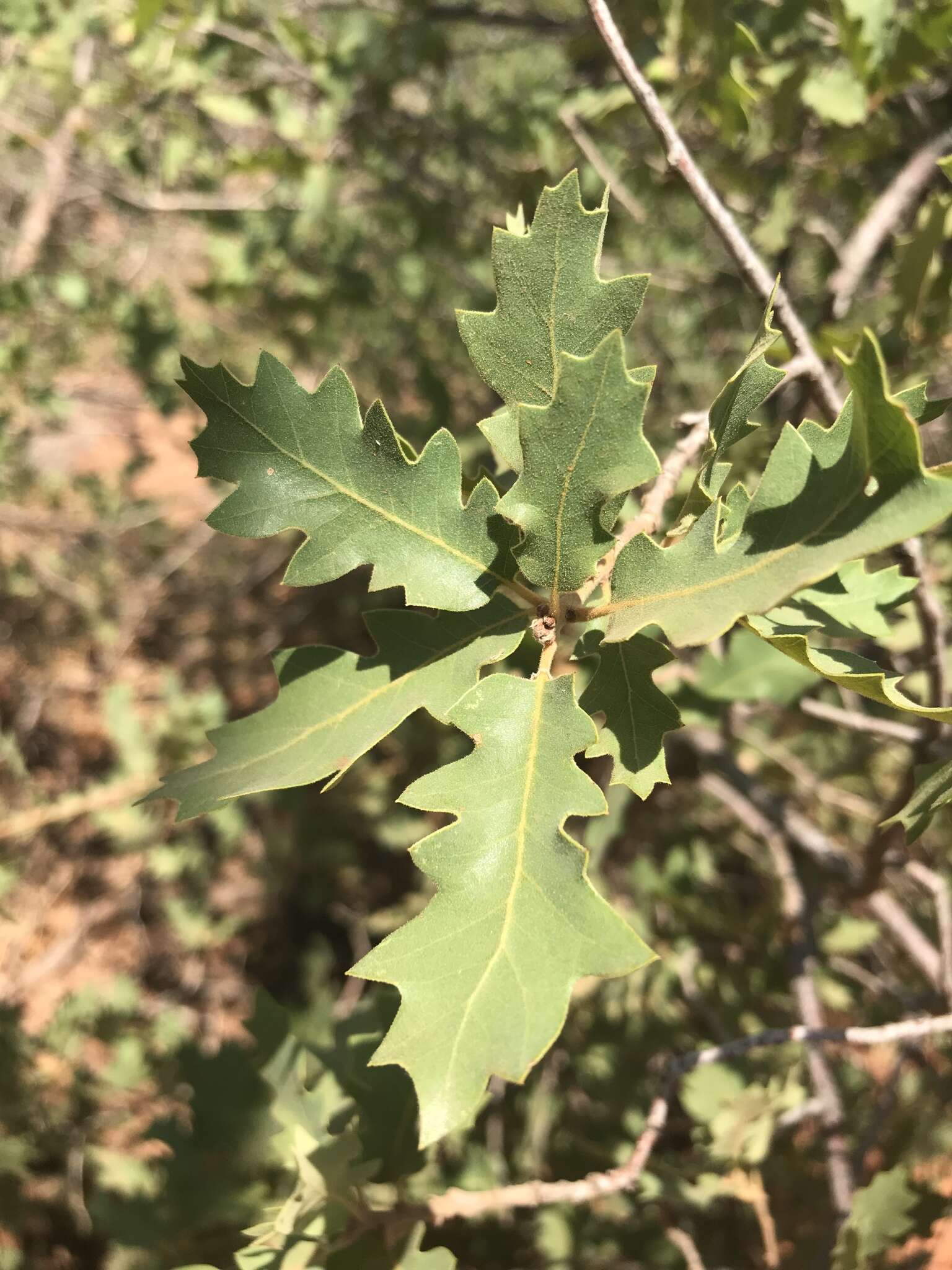 Quercus undulata Torr. resmi