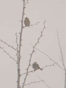 Image of Common Reed Bunting