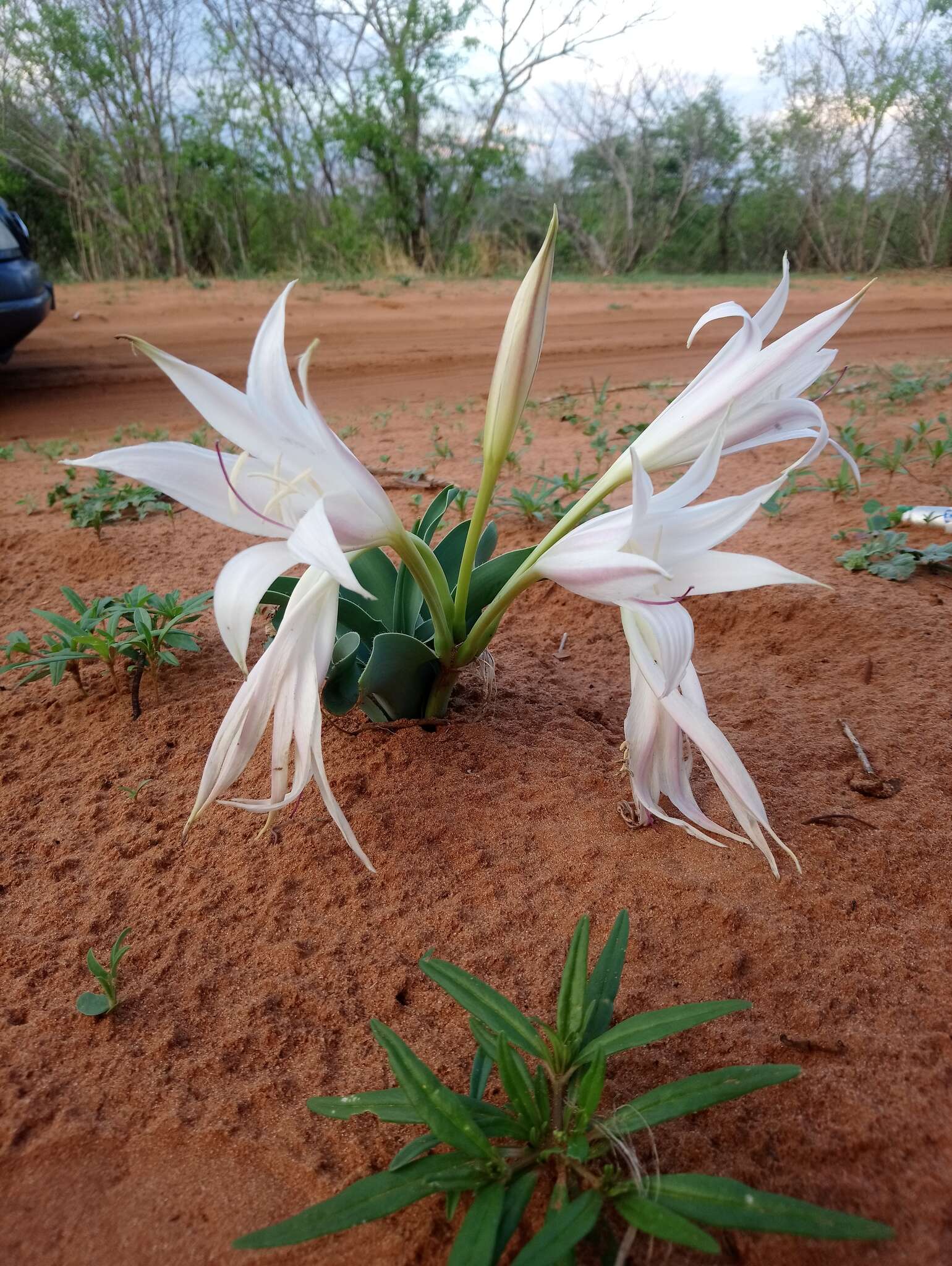 Image of Crinum crassicaule Baker