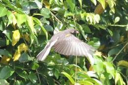 Image of Greater Honeyguide