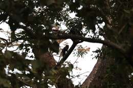 Image of Greater Spot-nosed Guenon