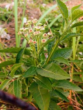 Image of Wing-Stem Camphorweed