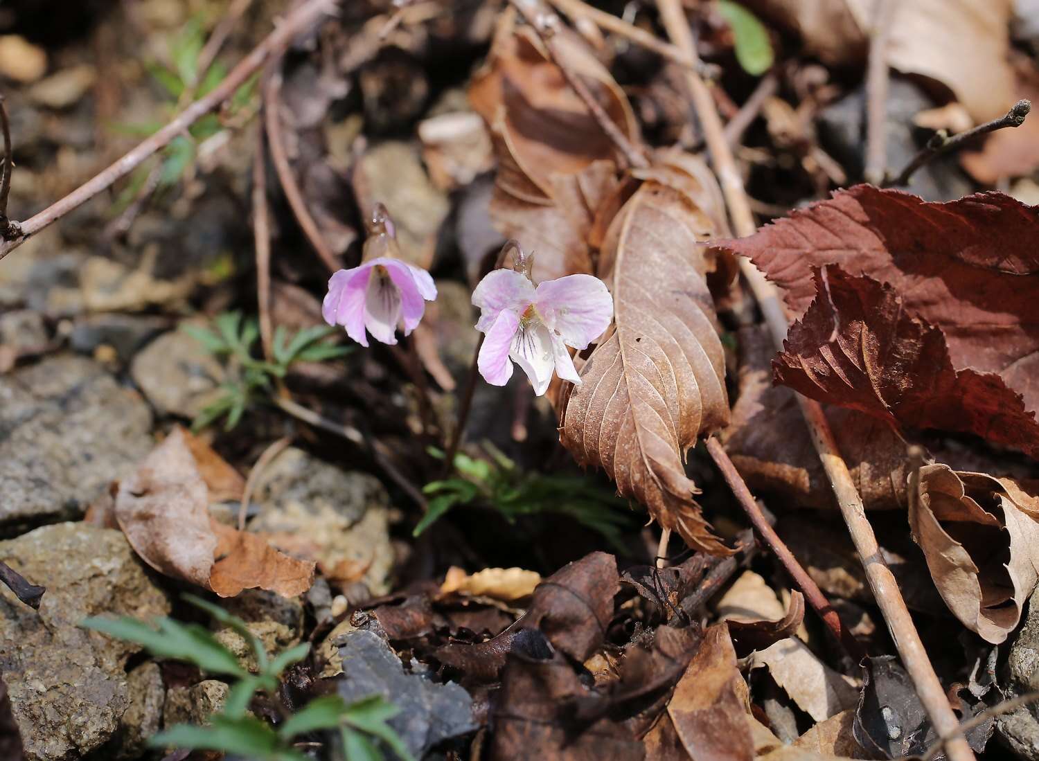 Sivun Viola eizanensis (Makino) Makino kuva