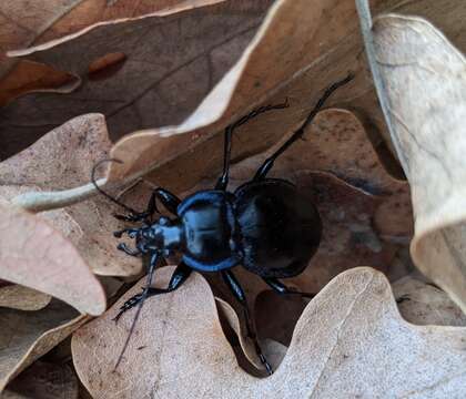 Image of Carabus (Tanaocarabus) finitimus Haldeman 1852