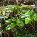 Plancia ëd Epidendrum boricuarum Hágsater & L. Sánchez