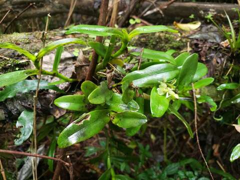 Plancia ëd Epidendrum boricuarum Hágsater & L. Sánchez