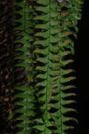 Image of scaly dwarf polypody