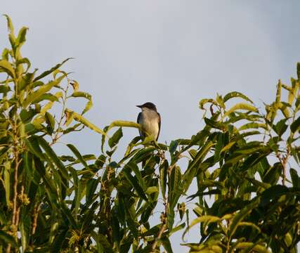 Image of Eastern Kingbird