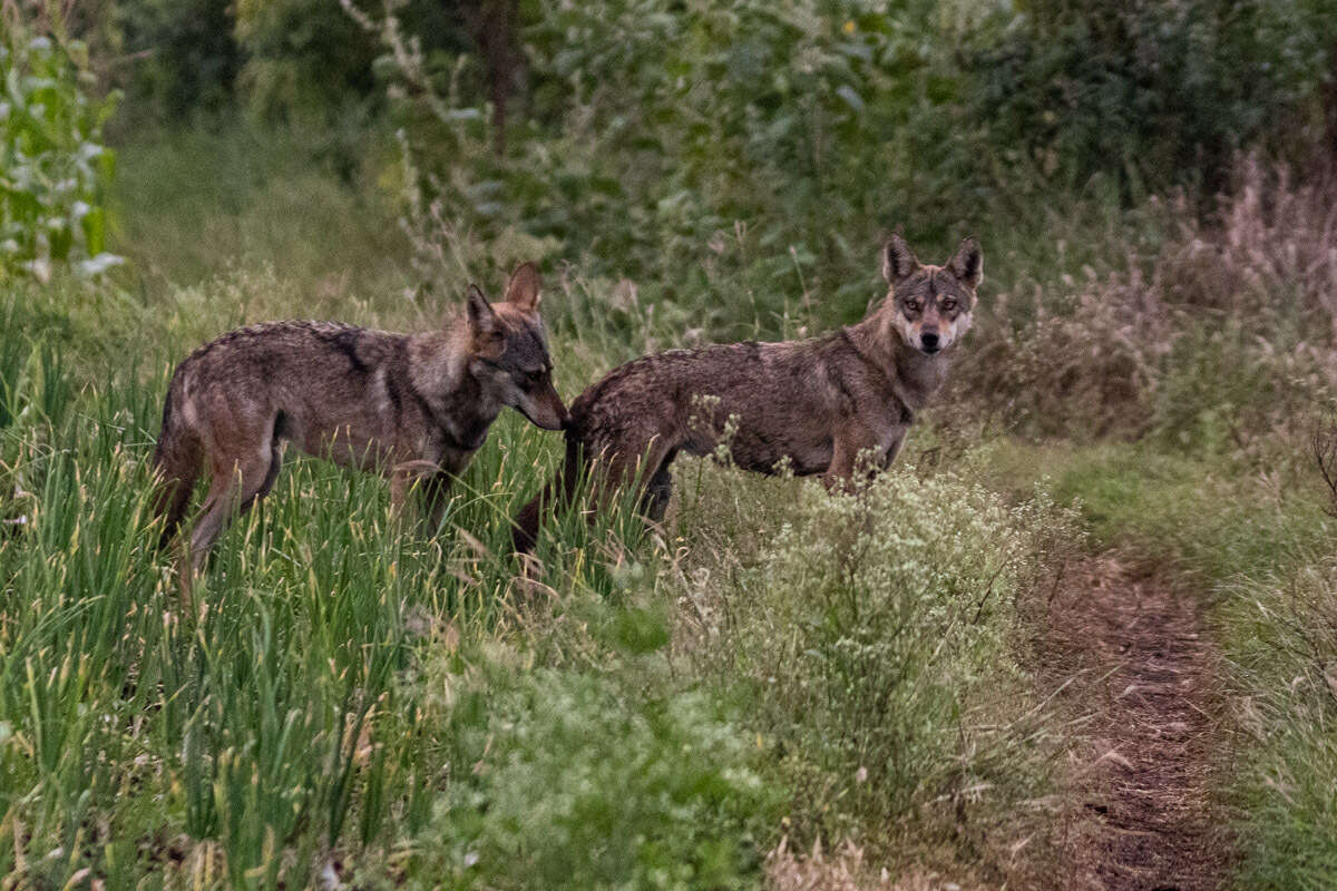 Image of Indian Wolf