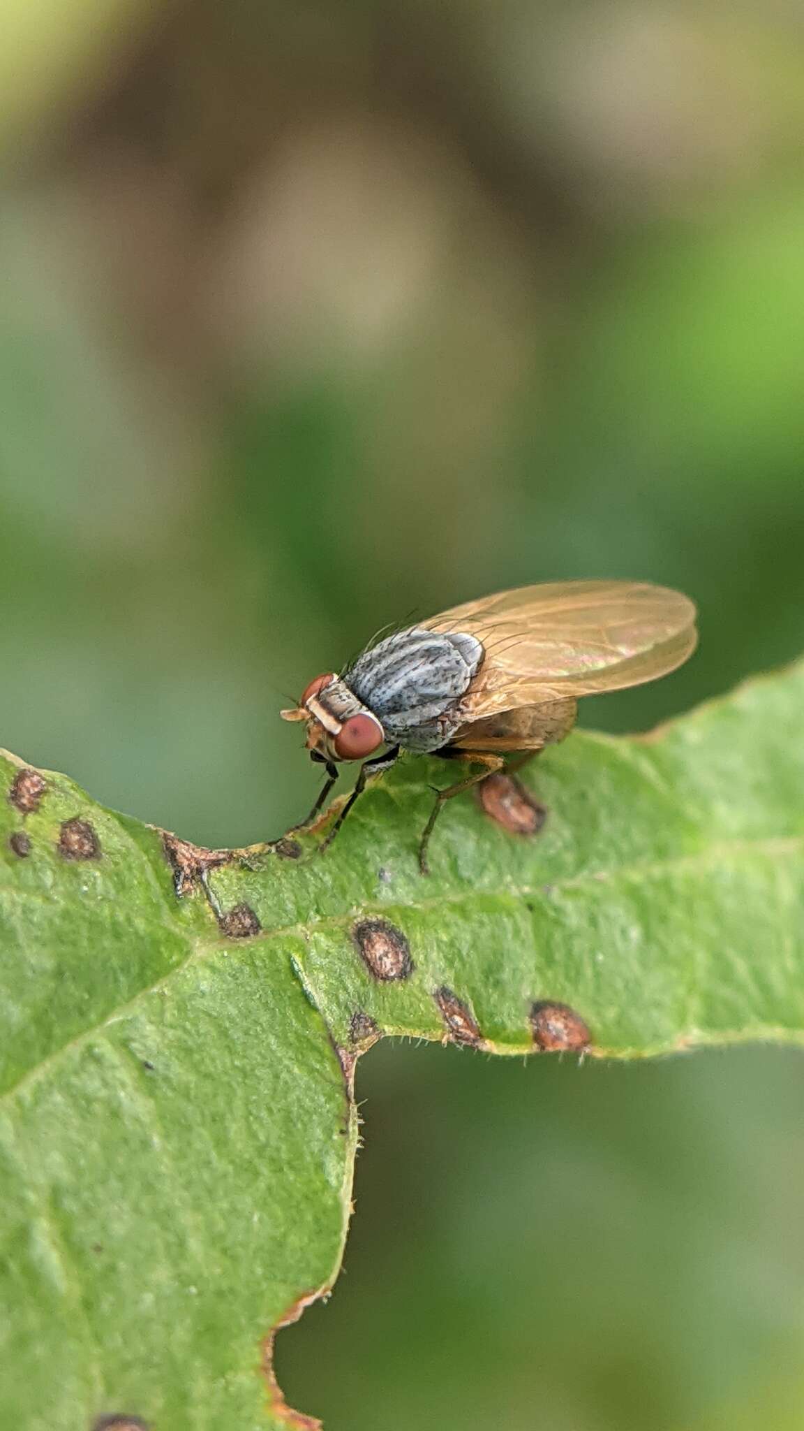 Image of Minettia lupulina (Fabricius 1787)