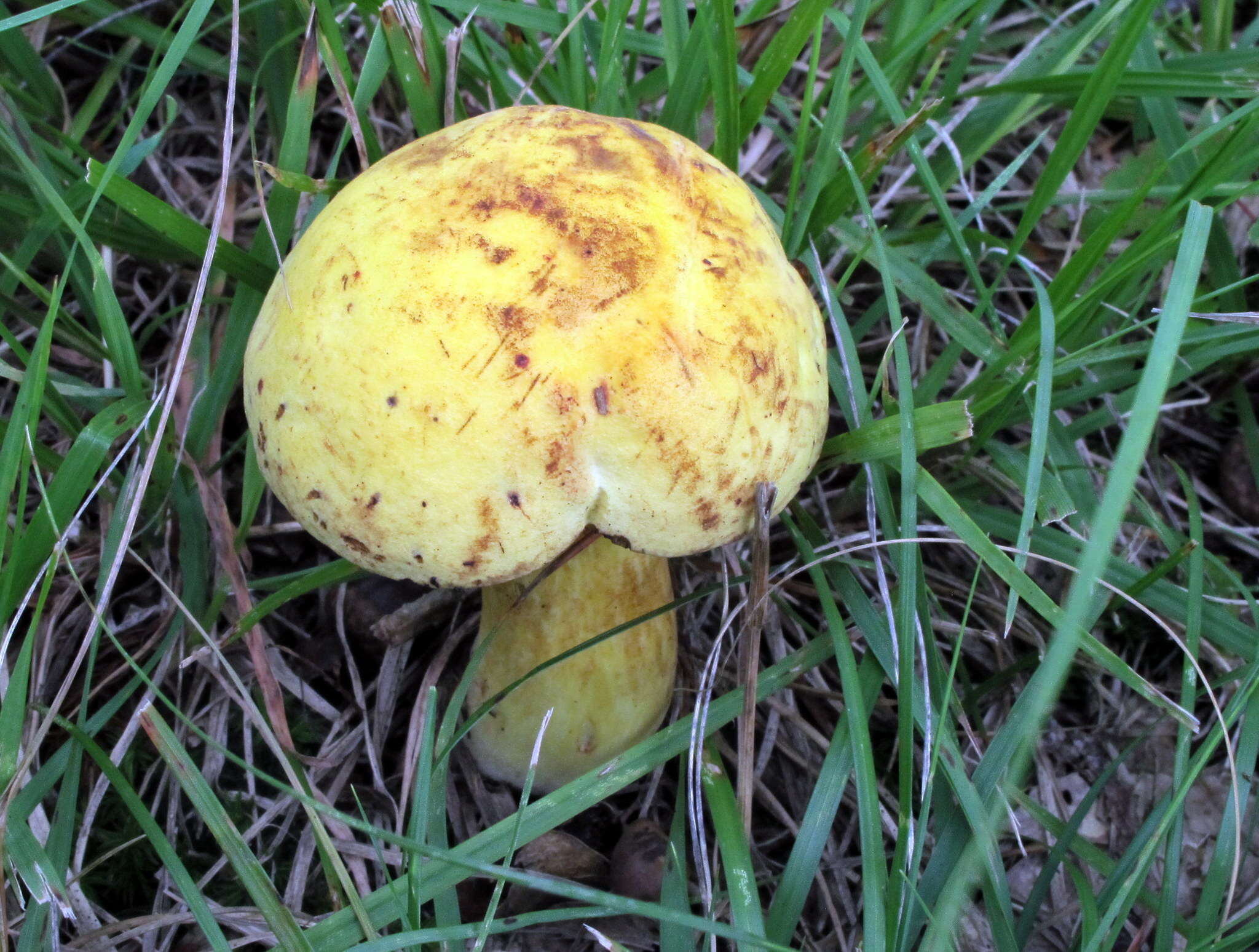 Image of Neoboletus pseudosulphureus (Kallenb.) Klofac 2015