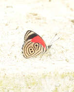 Image of 88 Butterfly