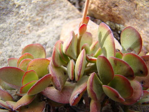 Image of Crassula atropurpurea (Haw.) D. Dietr.