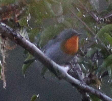 Image of Flame-throated Warbler