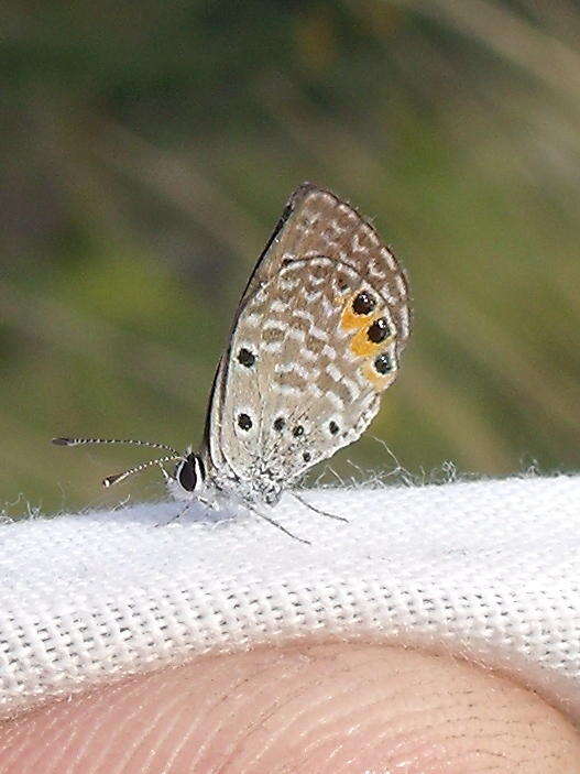 Image of Grass jewel