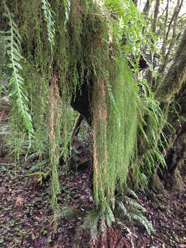 Image of Oregon spikemoss