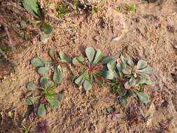 صورة Limonium avei (De Not.) Brullo & Erben