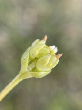 Image of Sebaea albidiflora F Muell.