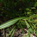 Image de Coreopsis palustris Sorrie