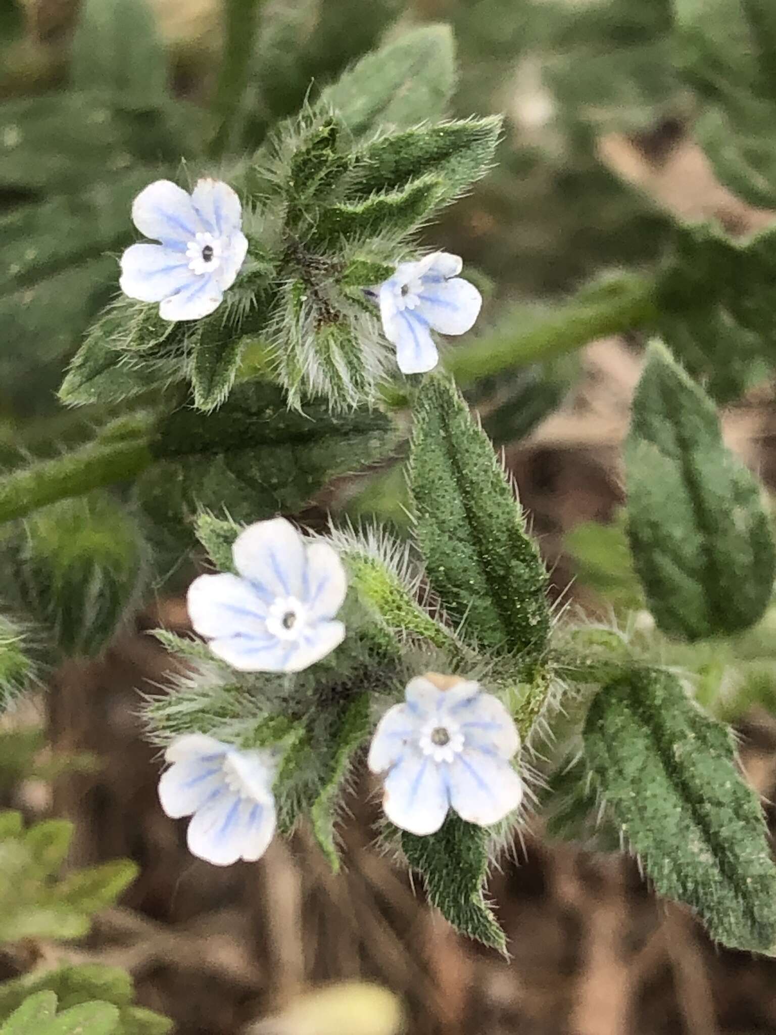 Image of Bothriospermum chinense Bunge