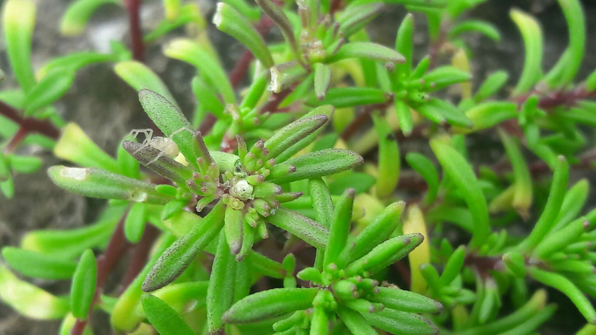 Image of Sedum jaliscanum S. Wats.