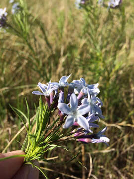 Image of fringed bluestar