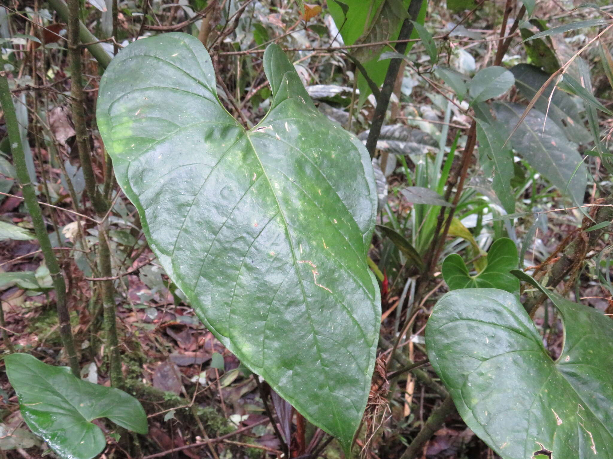 Image of Anthurium caramantae Engl.