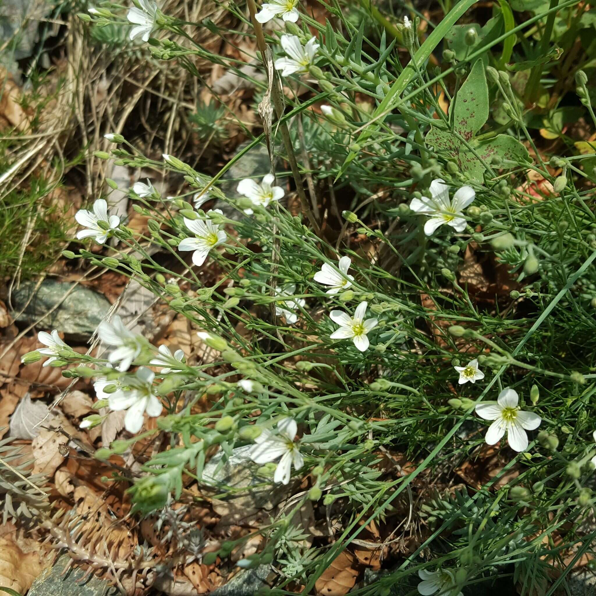 Plancia ëd Cherleria laricifolia (L.) Iamonico