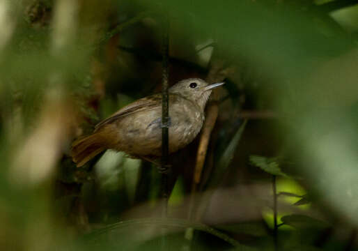 Image of Salvadori's Antwren