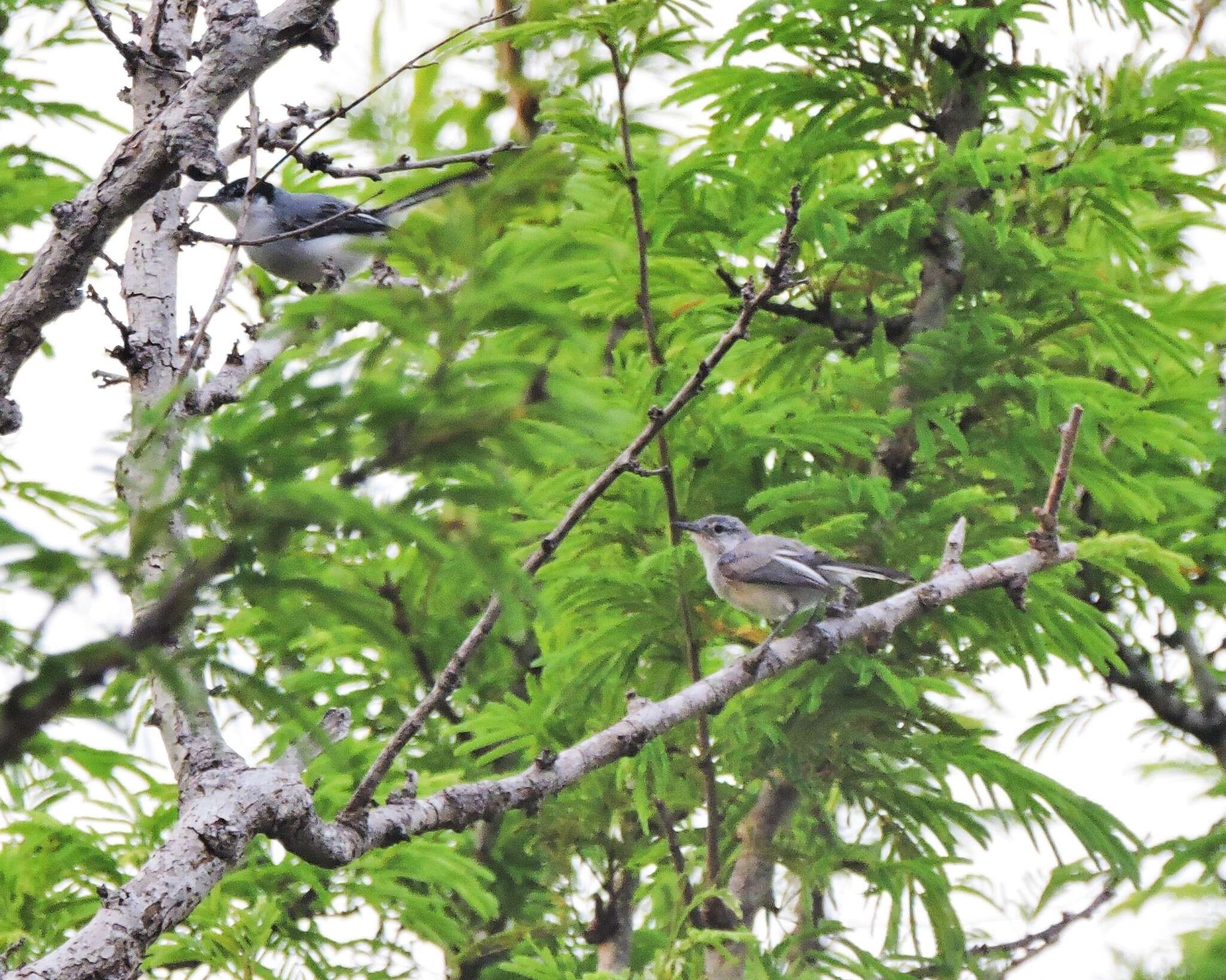 Image of White-lored Gnatcatcher