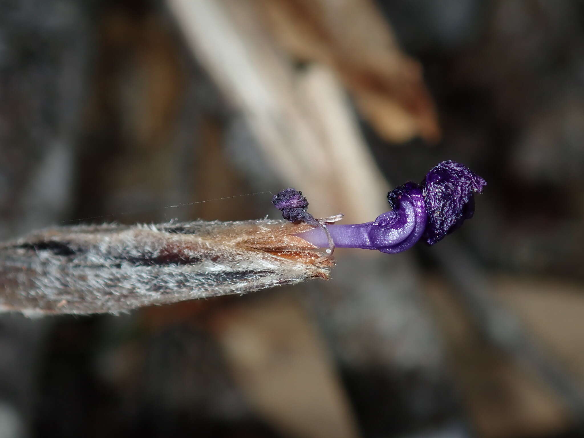 Image of Patersonia sericea R. Br.