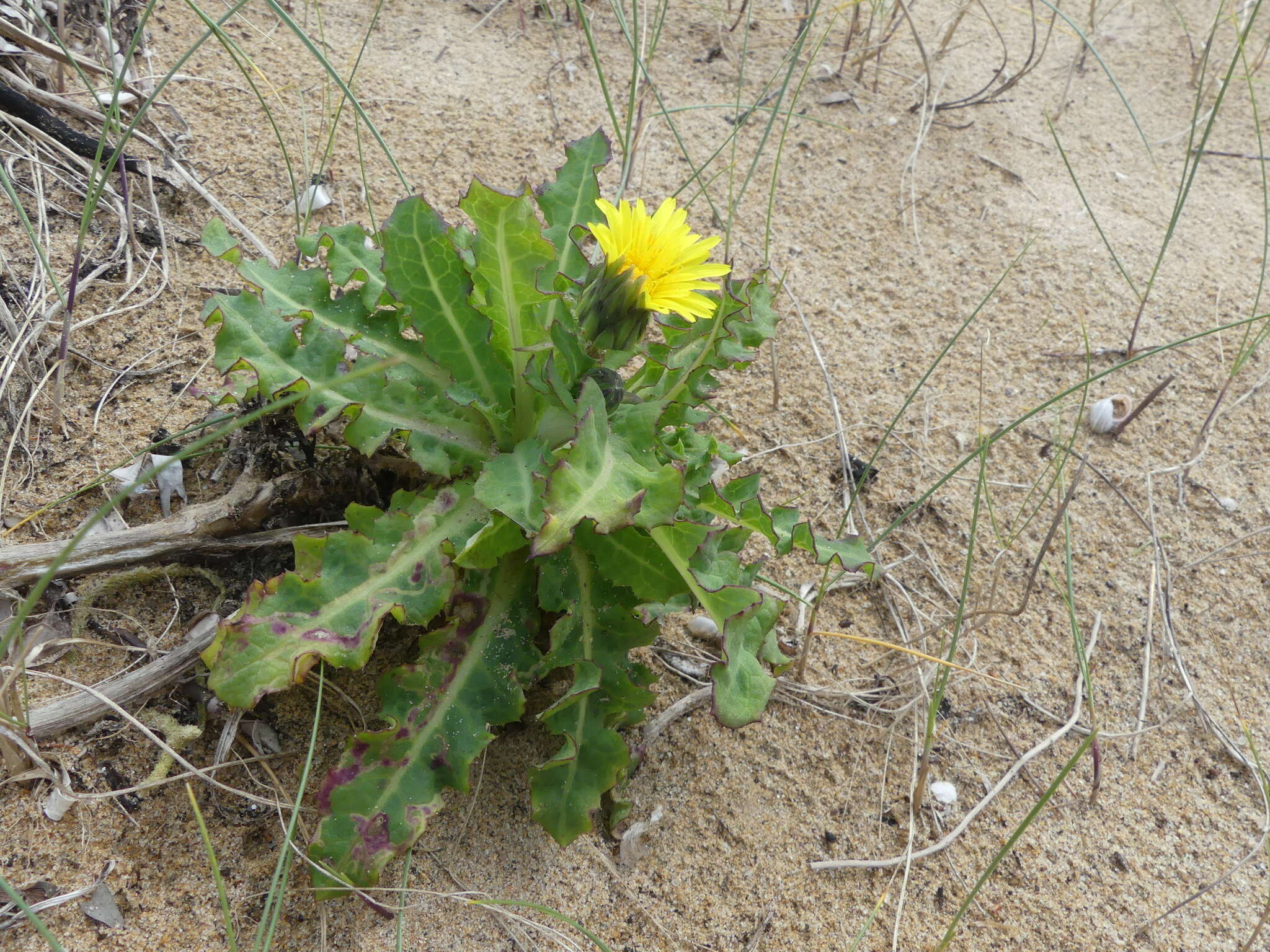 Sonchus megalocarpus (Hook. fil.) J. Black resmi