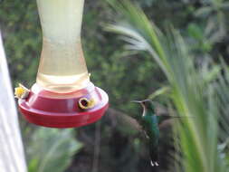 紅嘴長尾蜂鳥的圖片