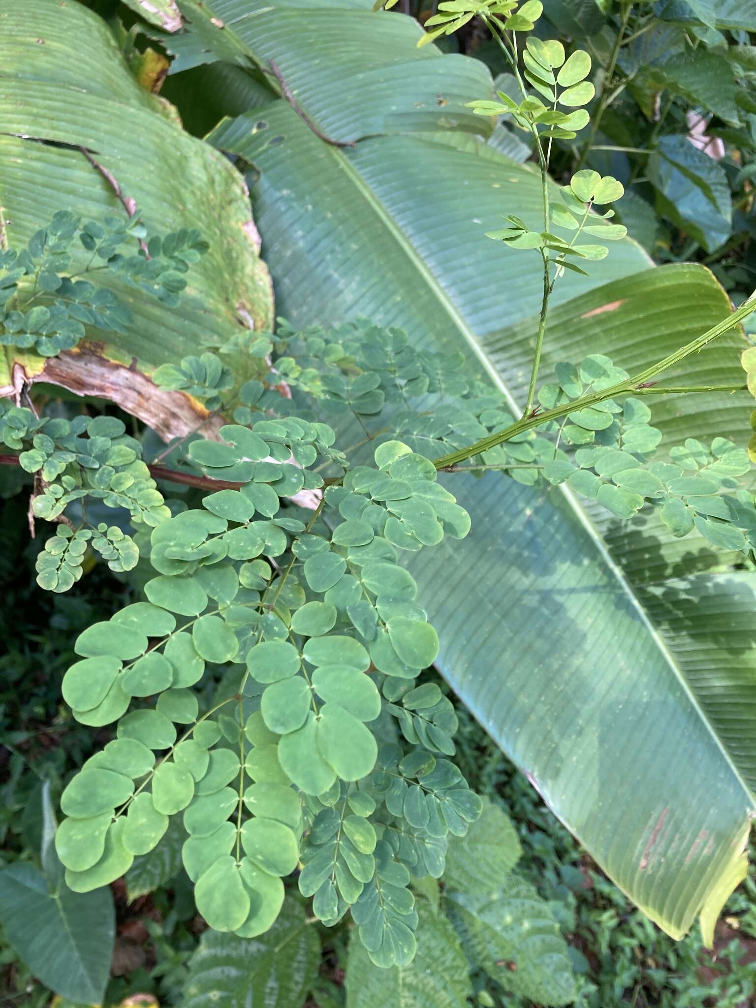 Imagem de Mimosa ceratonia L.