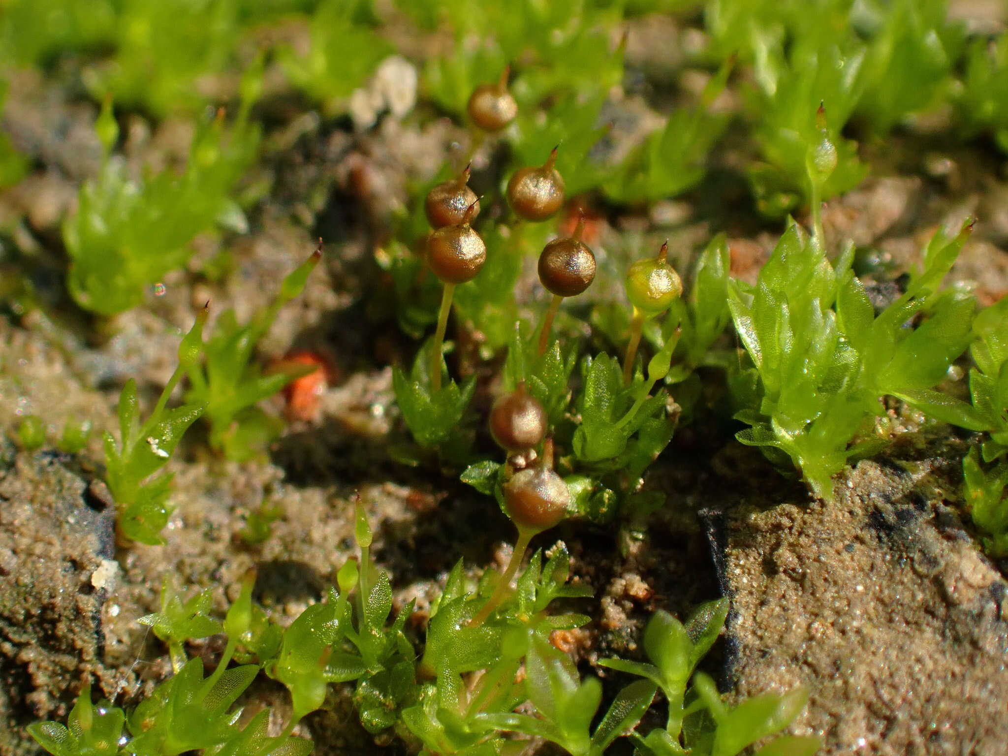 Image of Physcomitrium sphaericum Fürnrohr ex Hampe 1837