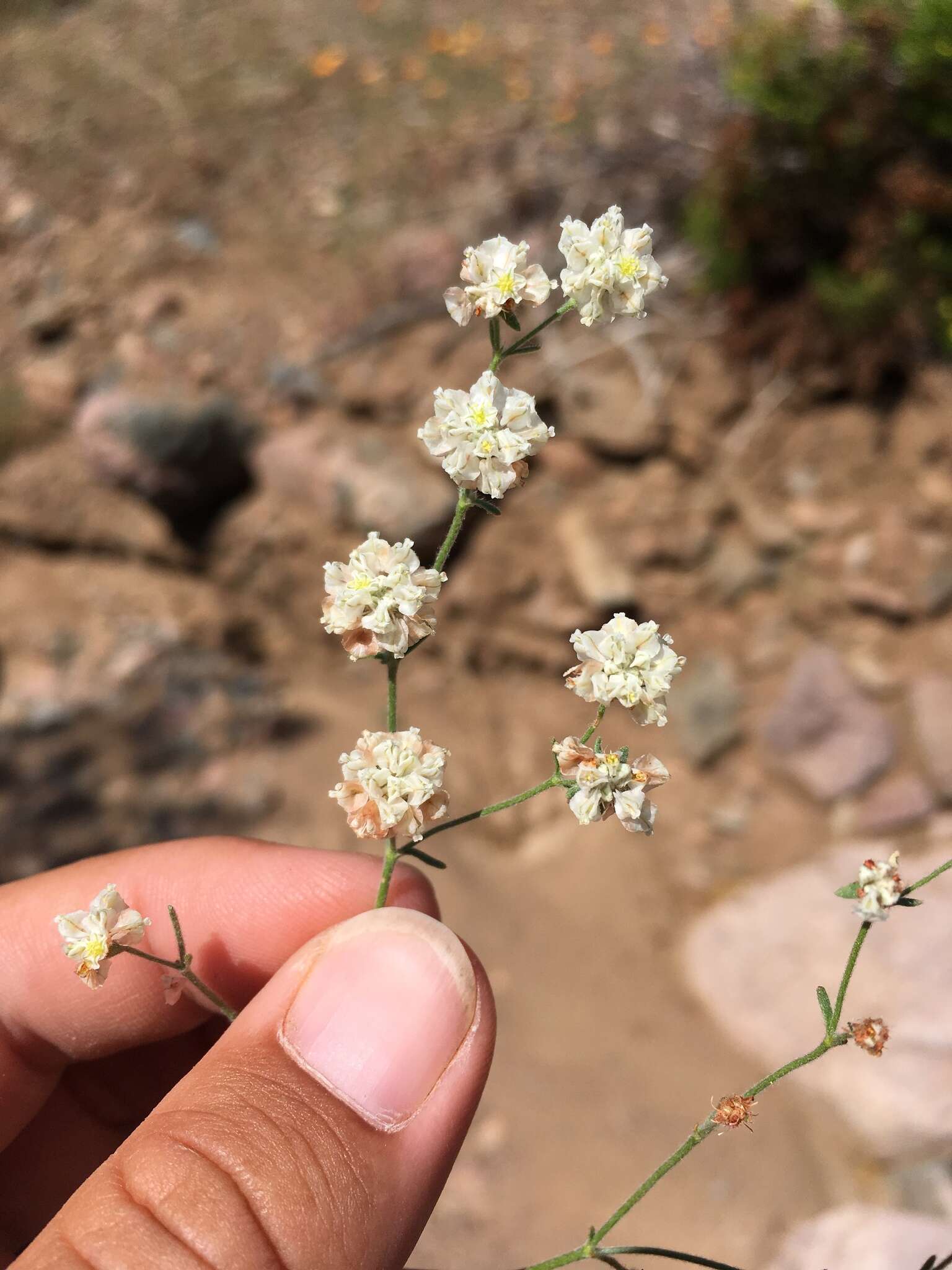 Image of Abert's buckwheat