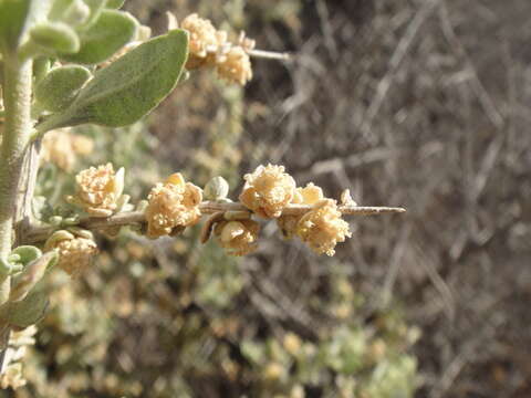 Image de Atriplex spinifera Macbride