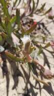 Image of Skiatophytum flaccidifolium Klak