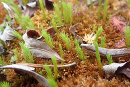 Imagem de Polytrichum strictum Menzies ex Bridel 1801