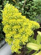 Image of Aeonium arboreum subsp. holochrysum (H. Y. Liu) Bañares