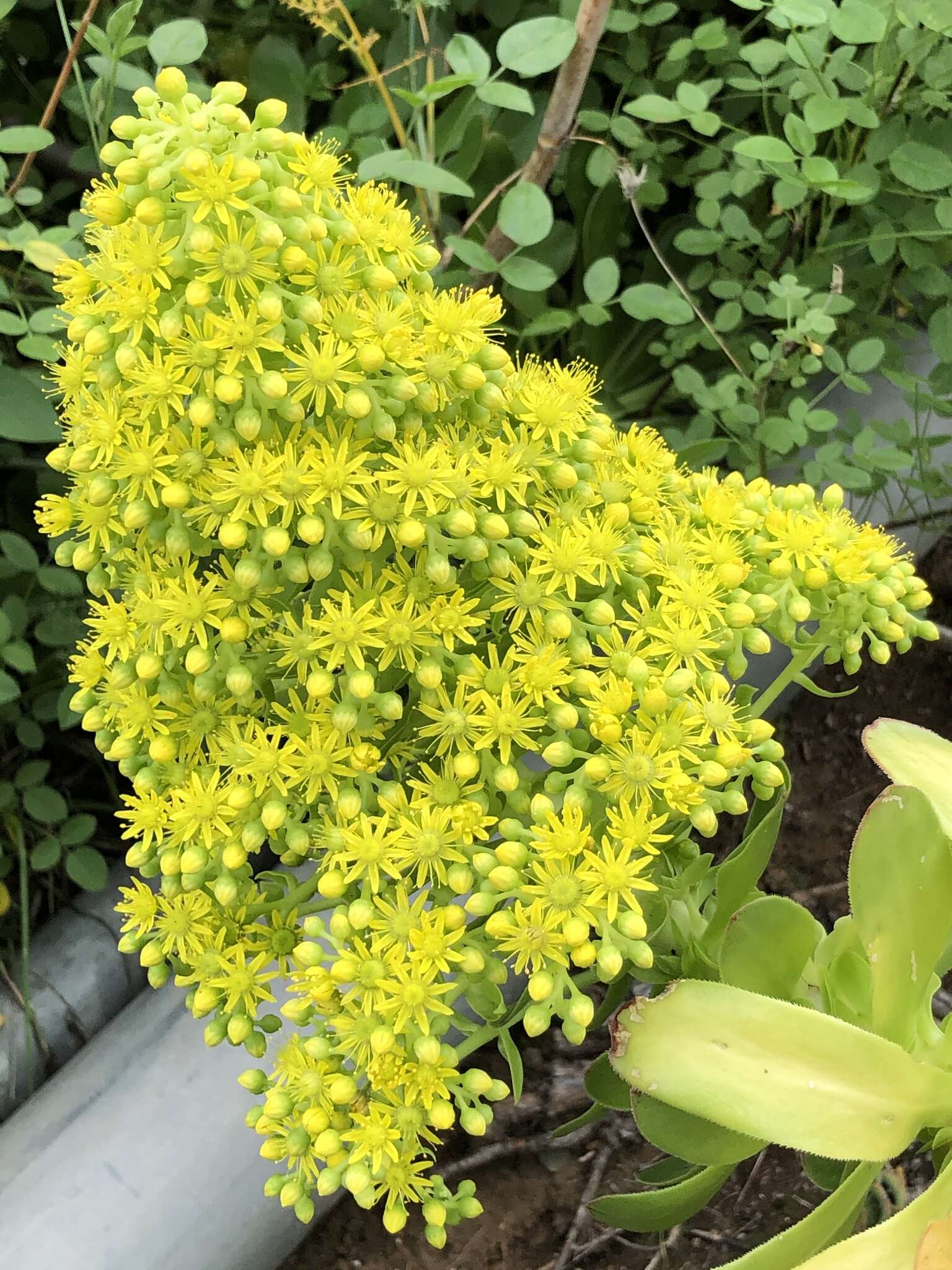 Image of Aeonium arboreum subsp. holochrysum (H. Y. Liu) Bañares