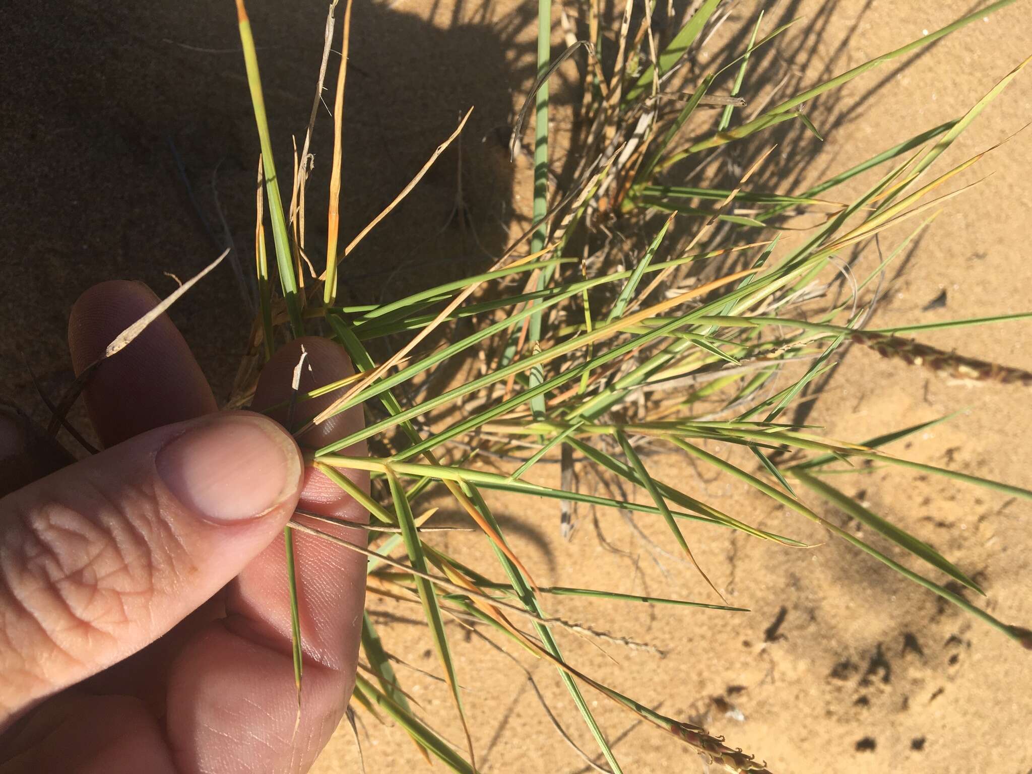 Image of Zoysia macrantha Desv.