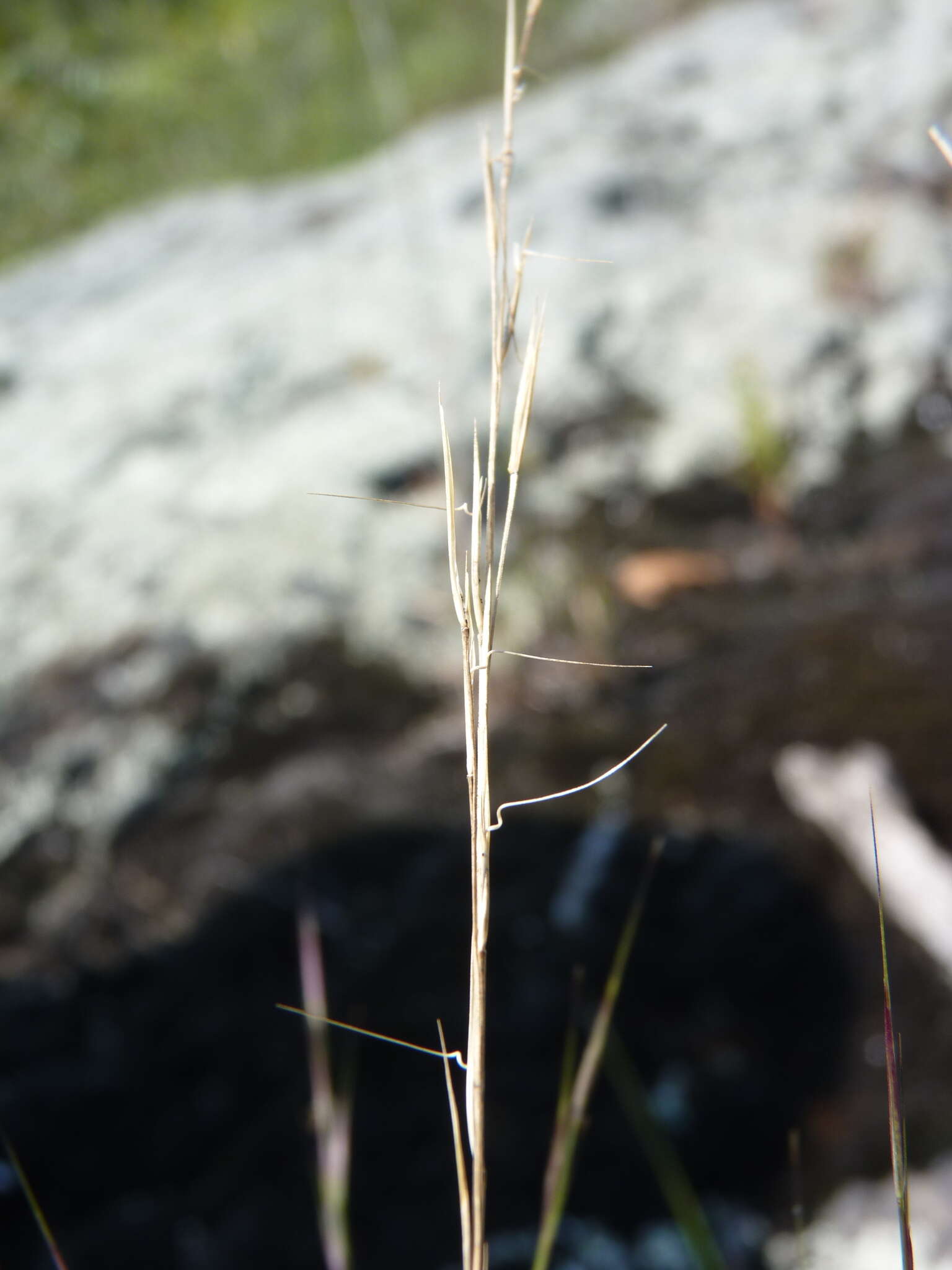 Image de Aristida dichotoma Michx.