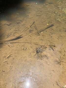 Image of Wet tropics tandan