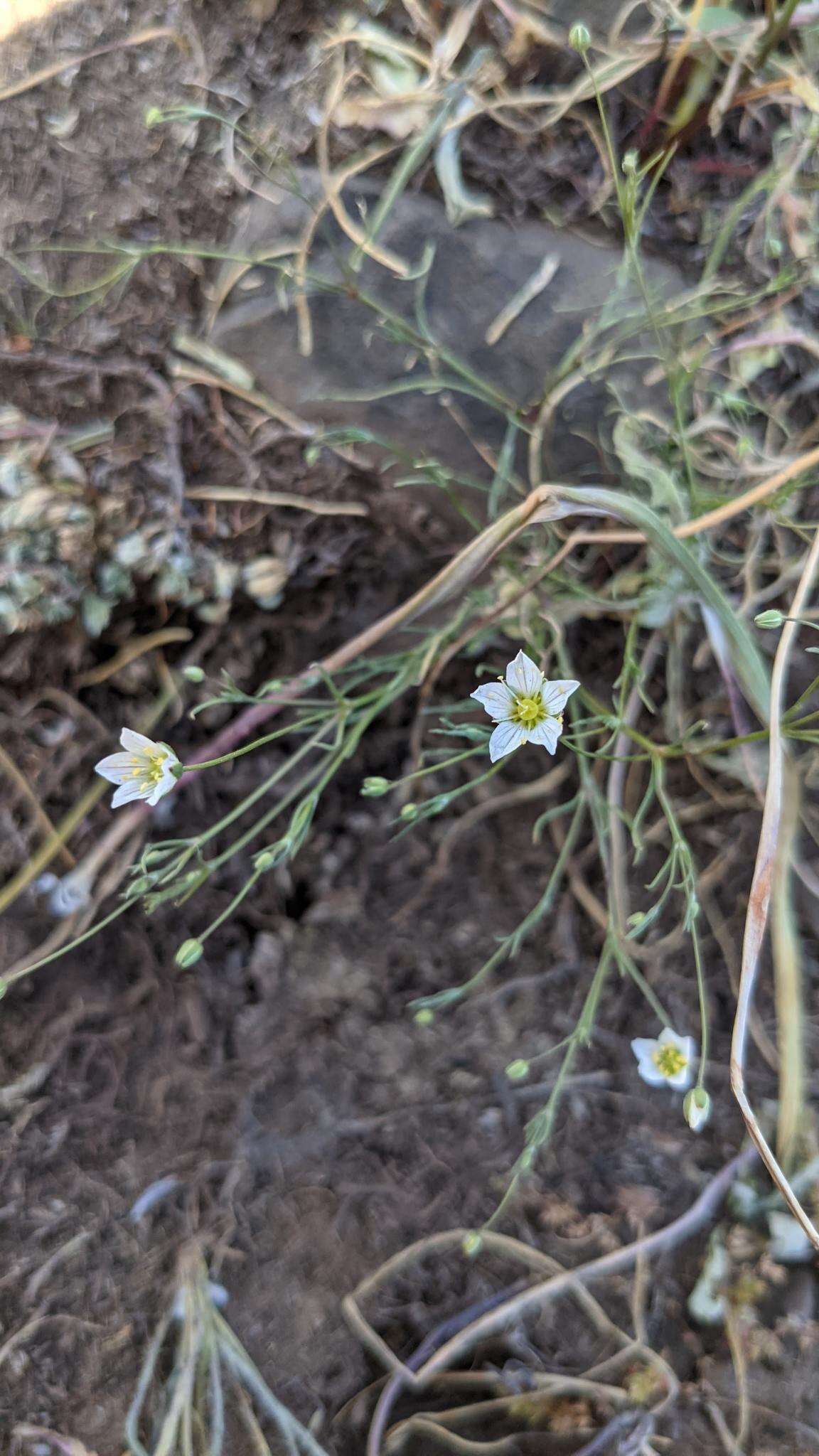 Image de Sabulina californica (A. Gray) Dillenb. & Kadereit