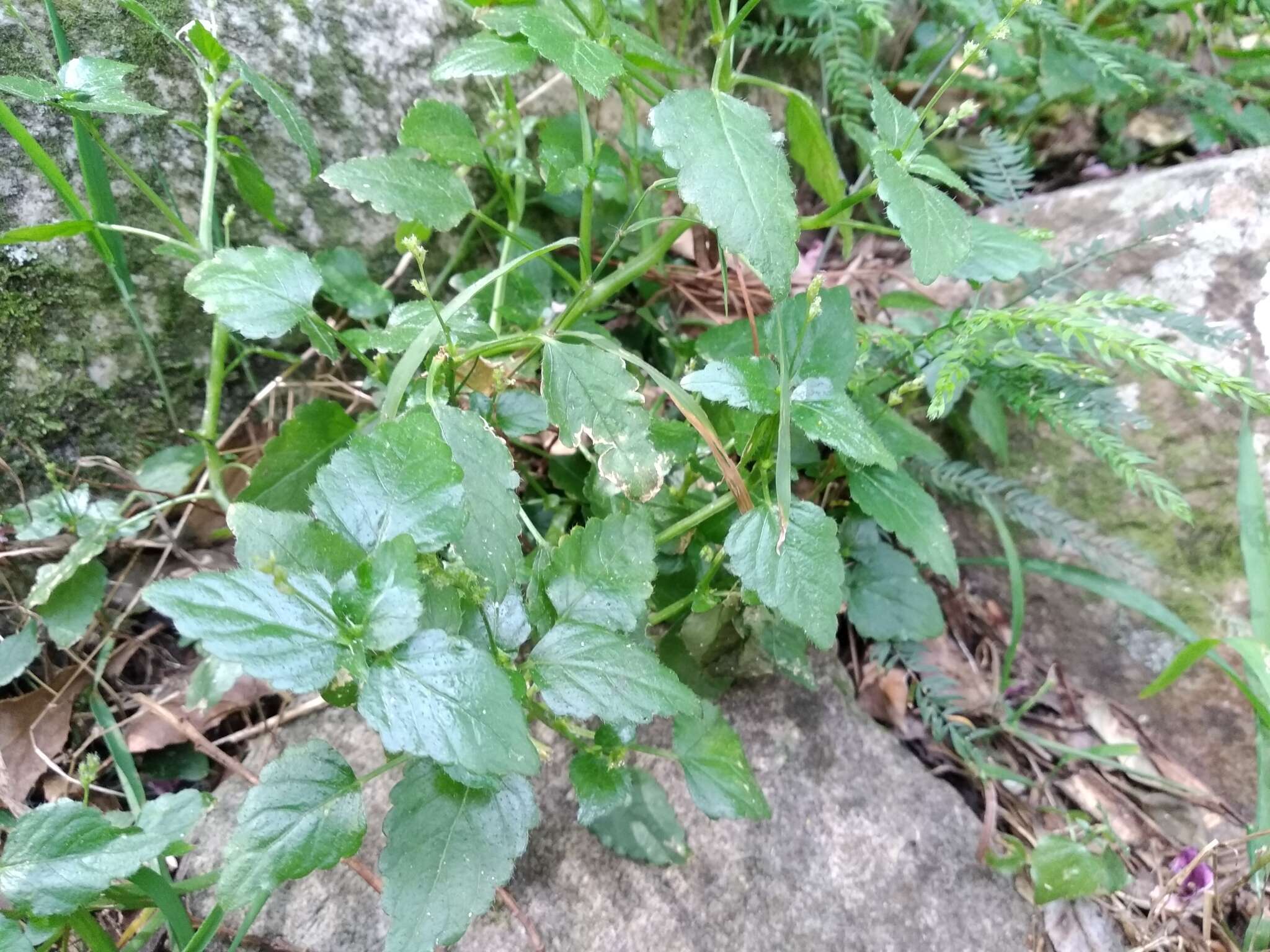 Imagem de Leidesia procumbens (L.) Prain