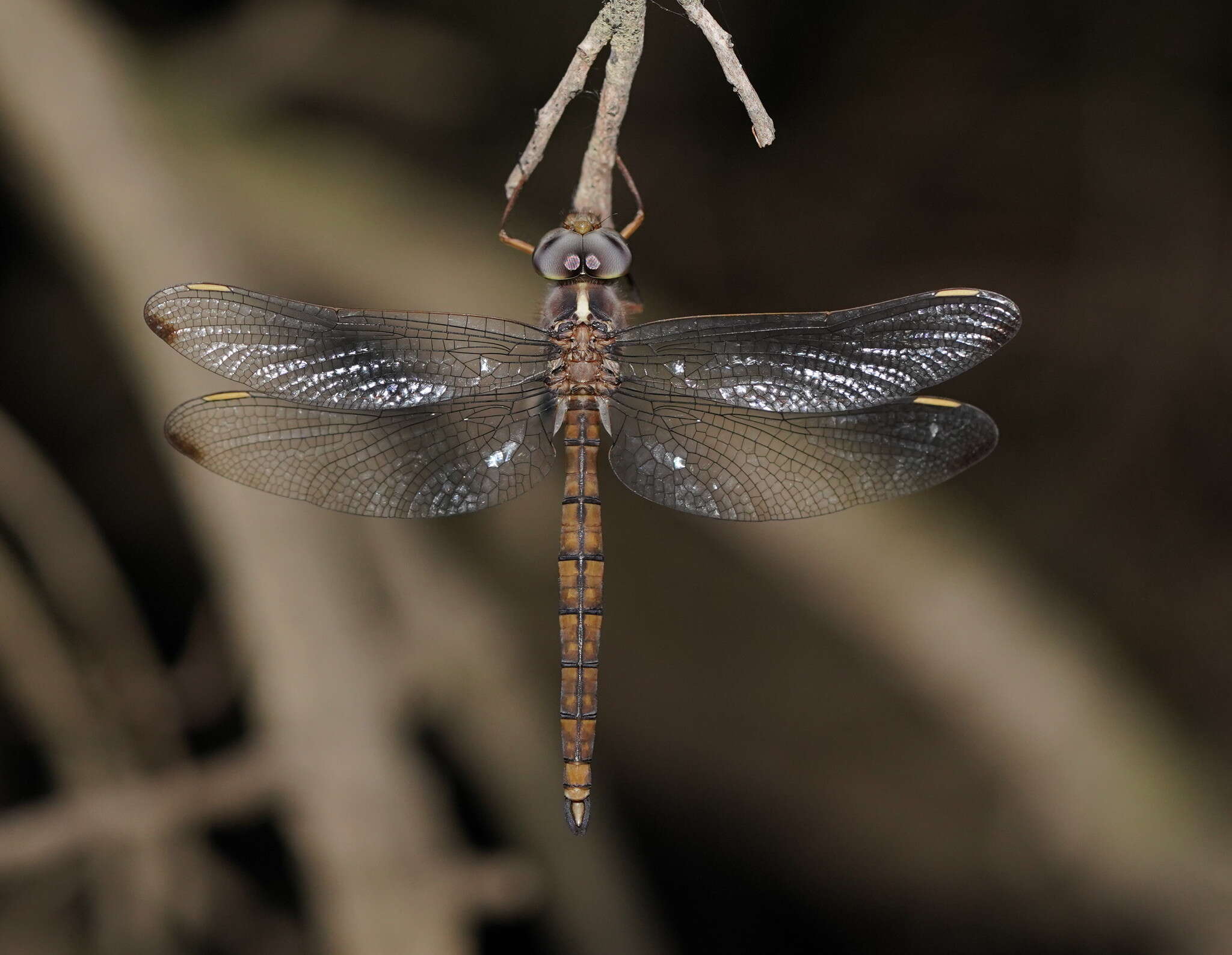 Imagem de Apocordulia macrops Watson 1980